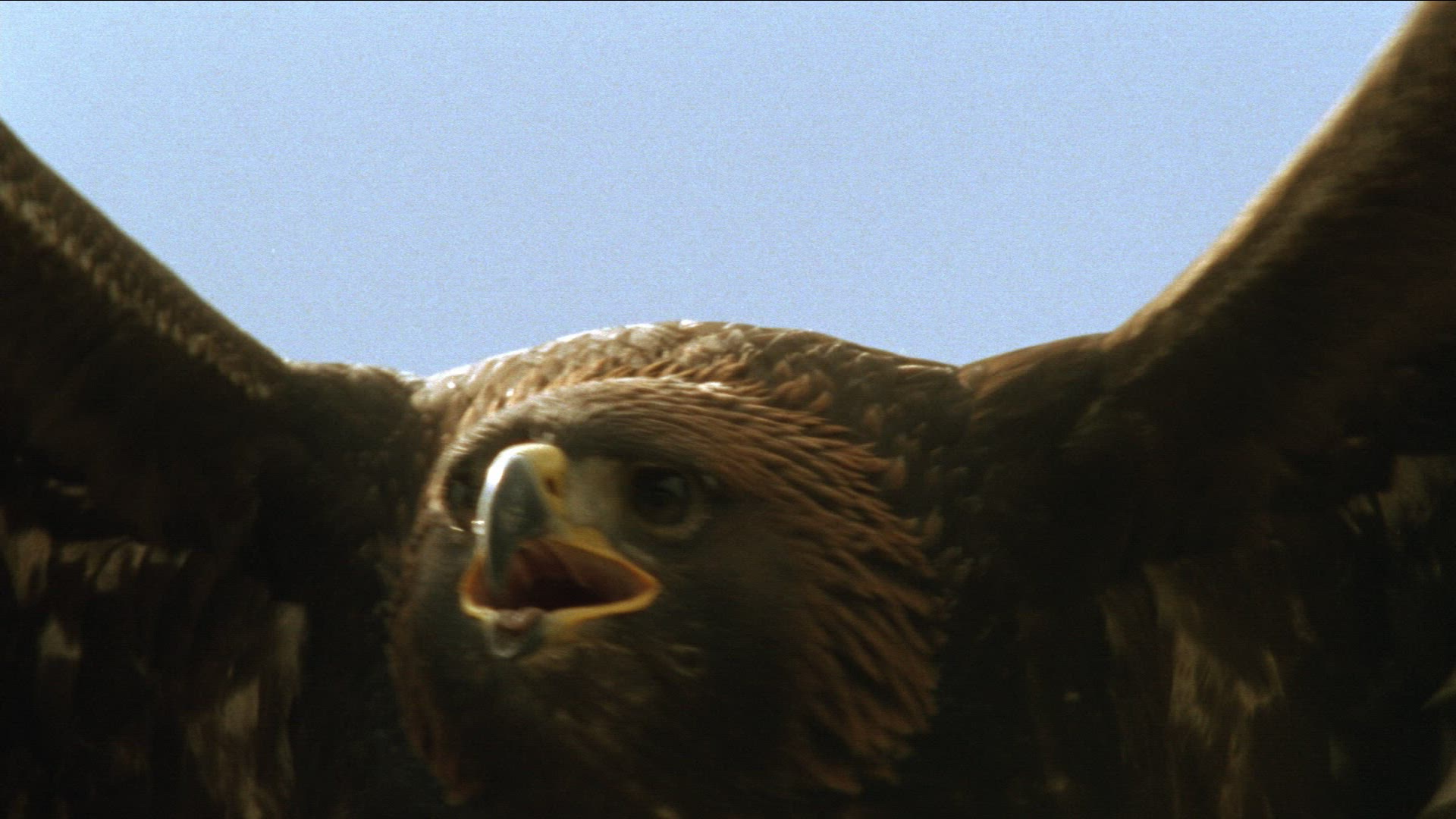 178182915 / Golden Eagle / Raptor