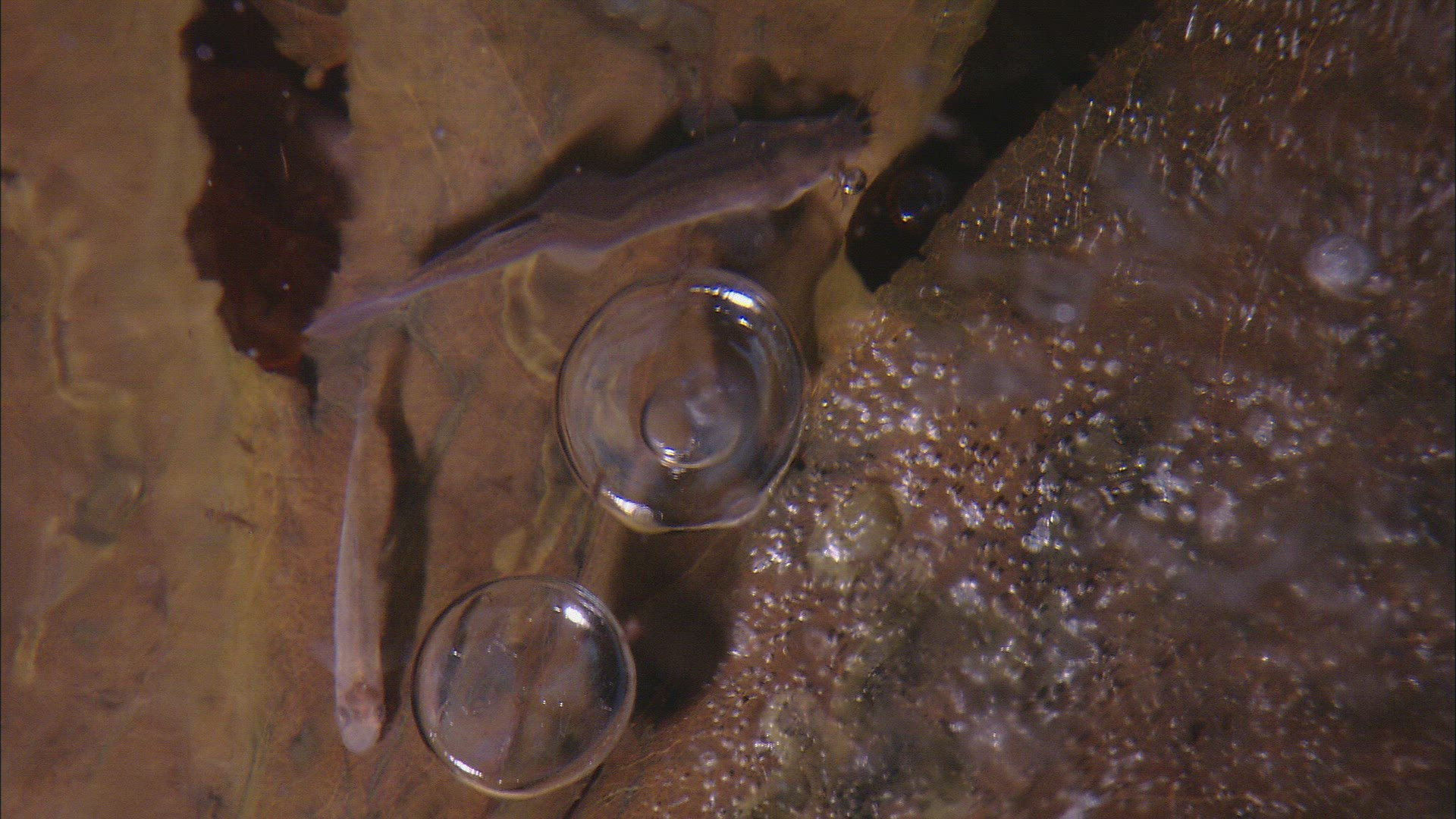876608593 / Aquatic Animals / Khanka Lake / Ussuria / Primorsky Krai / Russia