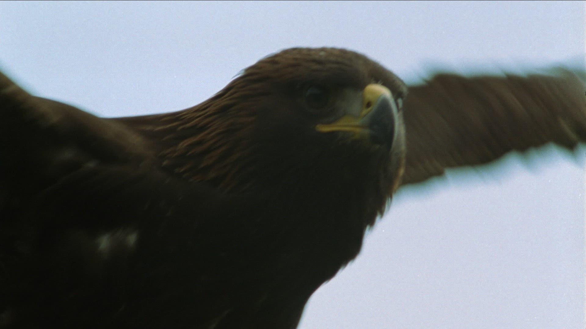 517384407 / Golden Eagle / Raptor