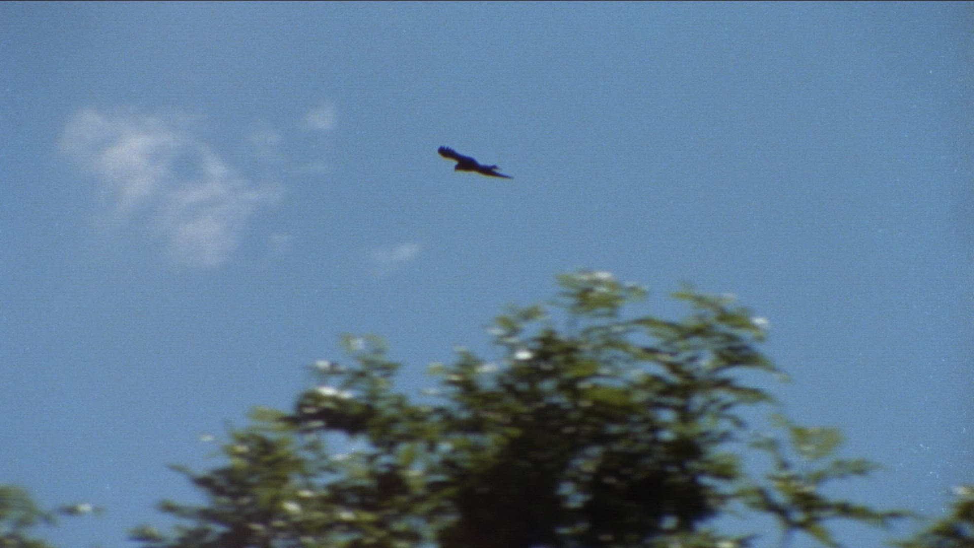 142646520 / Golden Eagle / Raptor