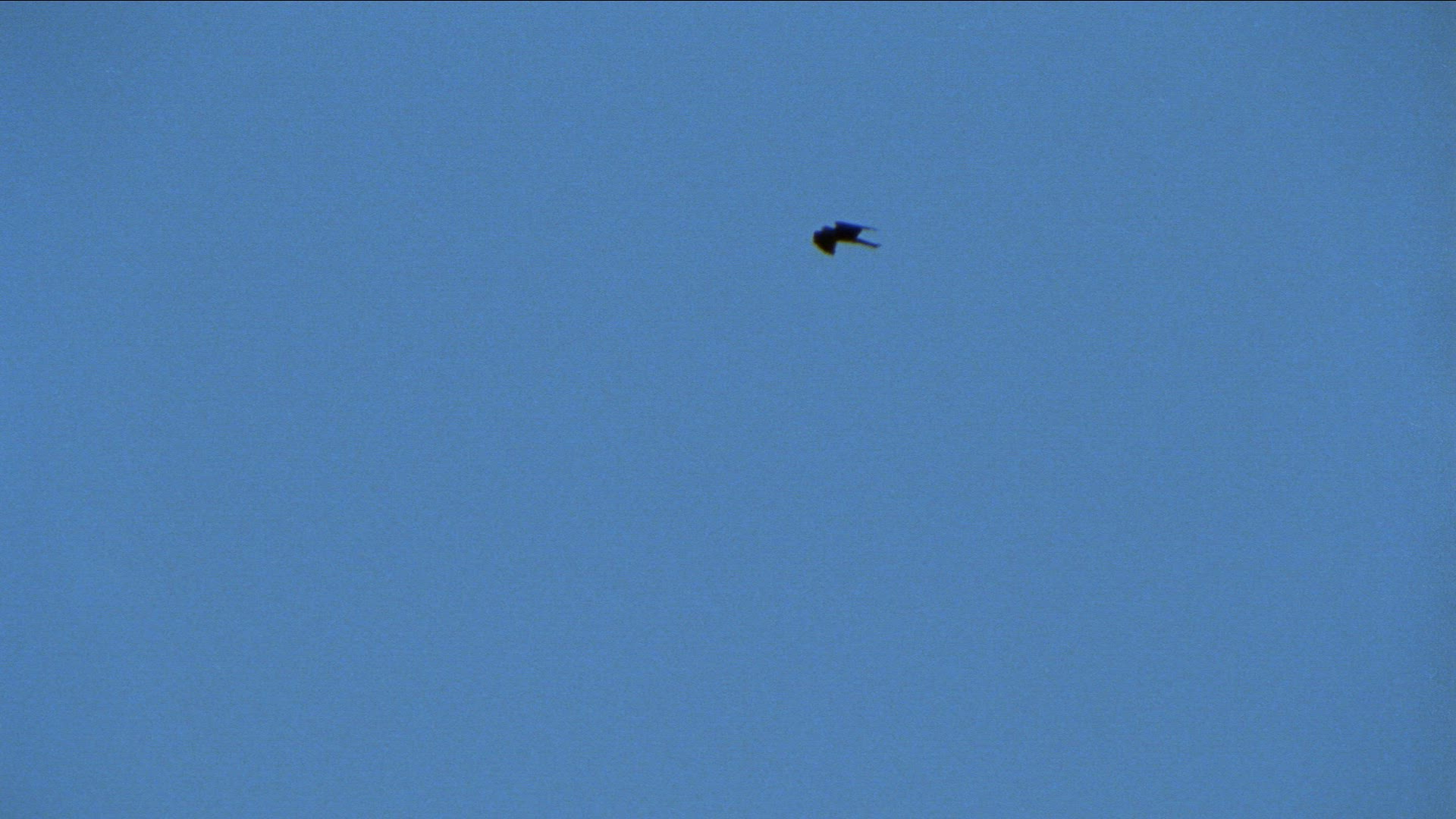 204373584 / Golden Eagle / Raptor