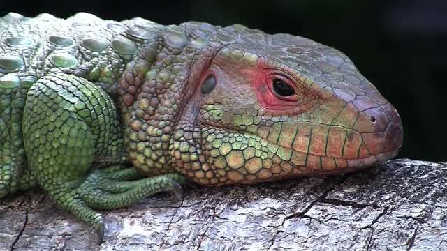 A colorful lizard or iguana opens its eyes.