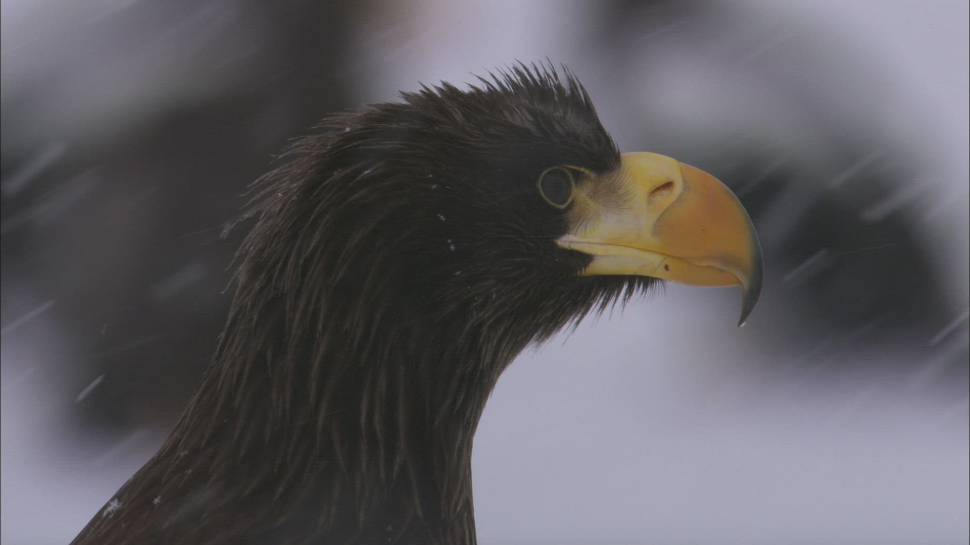 984435619 / Eagle / Head / Beak / Kamtchatka / Russia