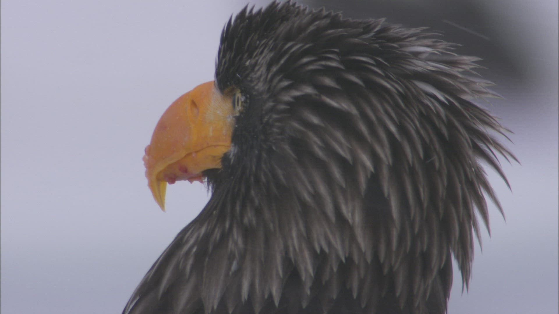 316774582 / Eagle / Head / Beak / Kamtchatka / Russia
