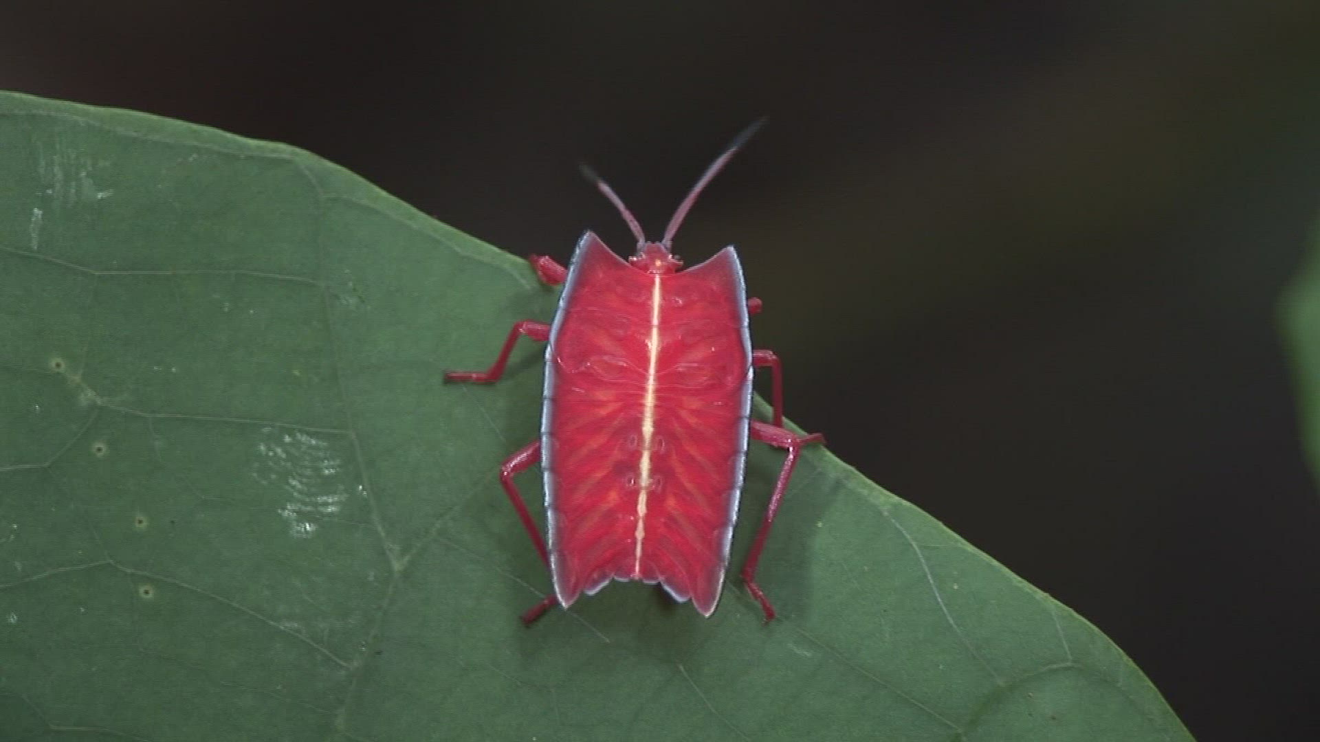 428746256 / Shield Bug / Leaf / Malaysia