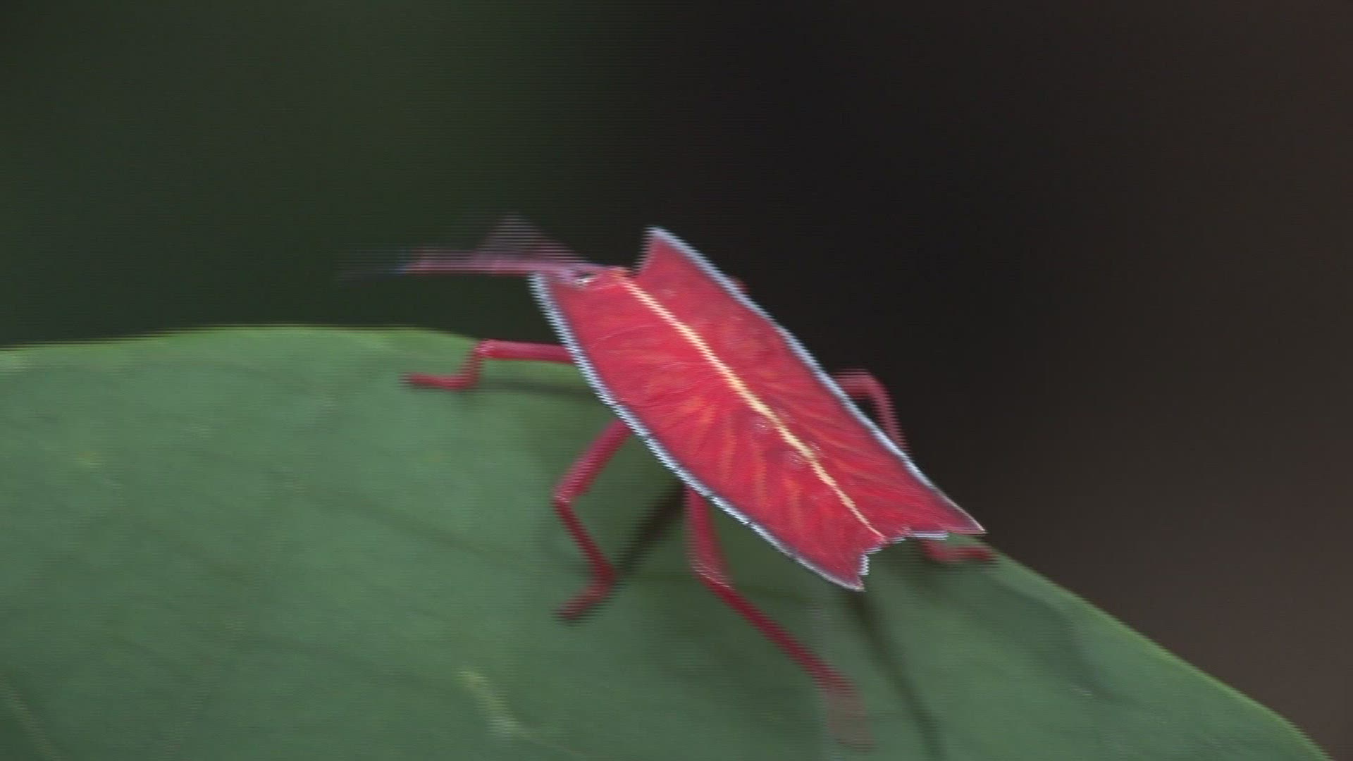 611540699 / Shield Bug / Leaf / Malaysia