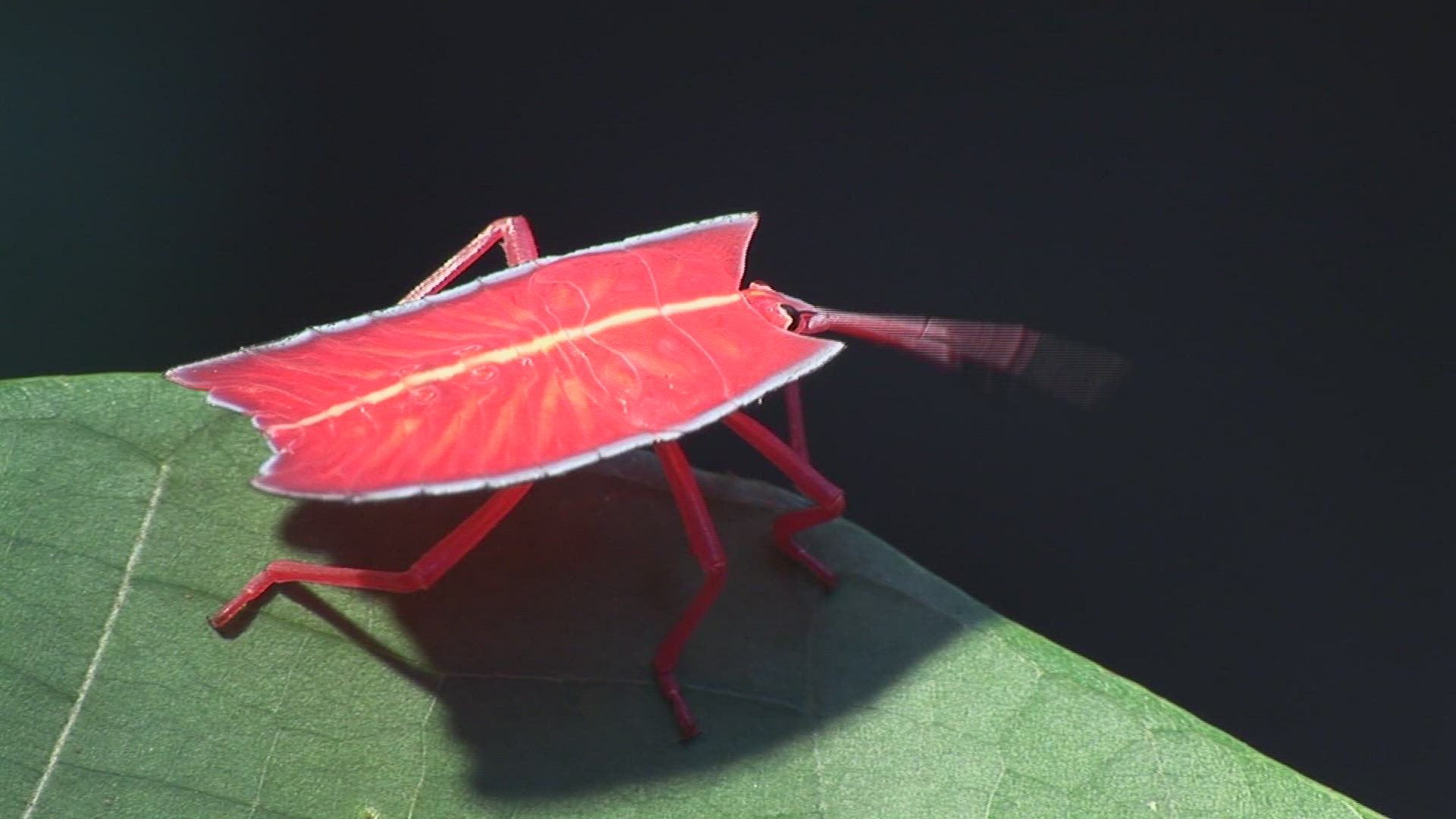 516128284 / Shield Bug / Leaf / Malaysia