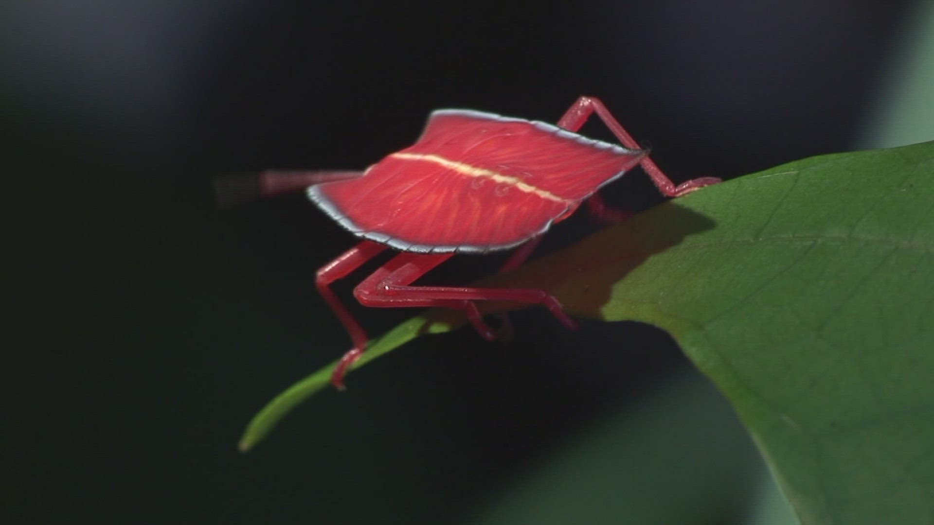 778155503 / Shield Bug / Leaf / Malaysia
