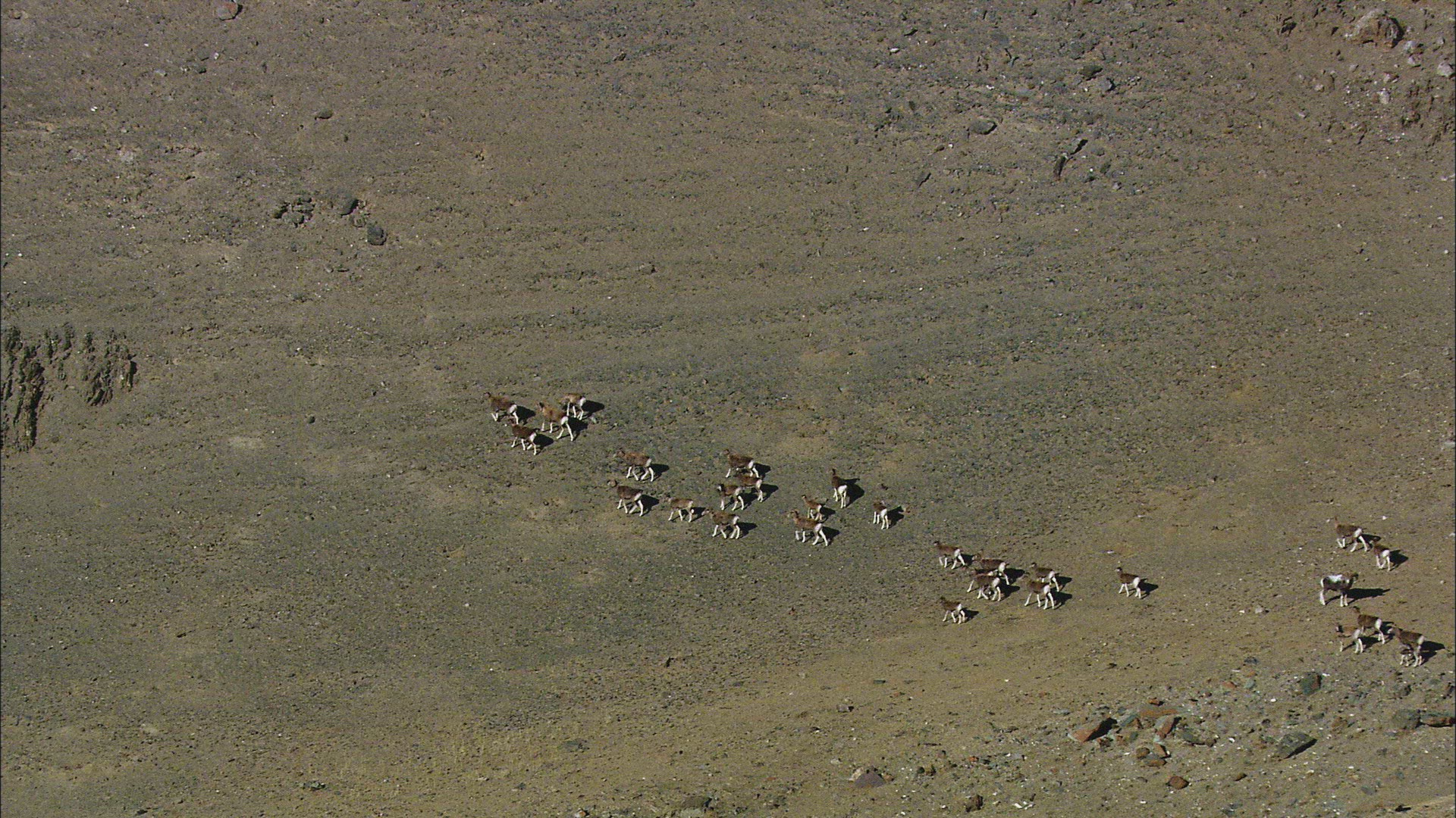 455657846 / Mountain Sheep / Altai Mountains / Siberia