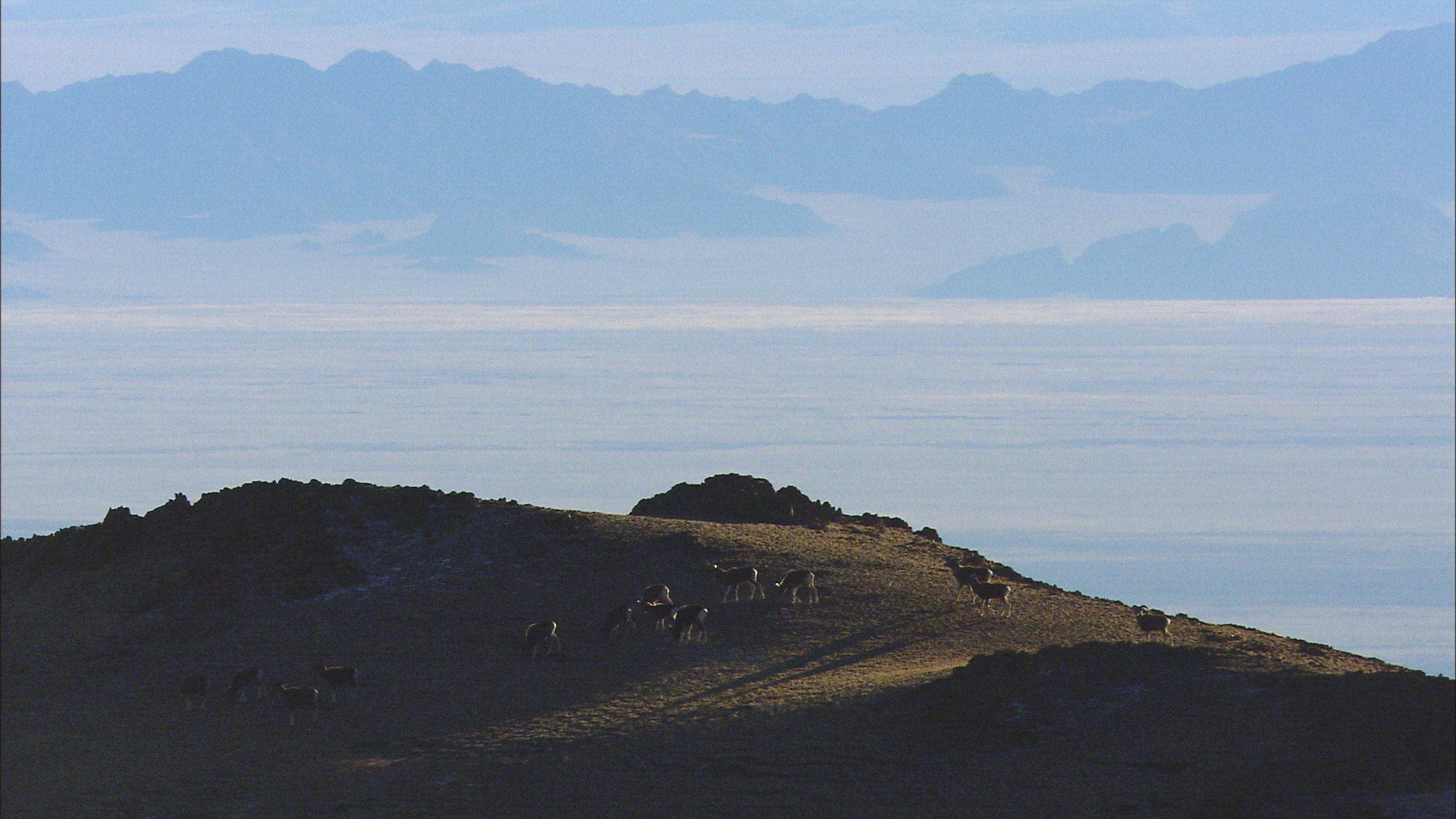 859724494 / Mountain Sheep / Altai Mountains / Siberia