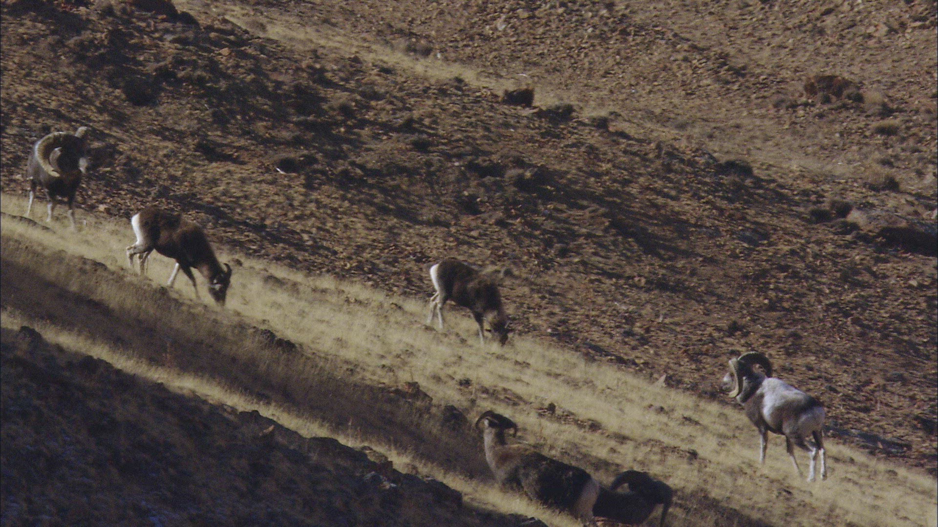 491204280 / Mountain Sheep / Fighting / Siberia