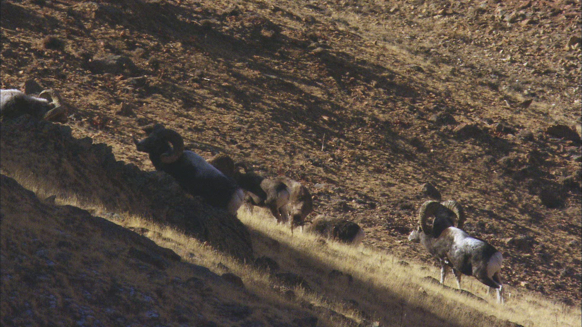 269721098 / Mountain Sheep / Fighting / Siberia