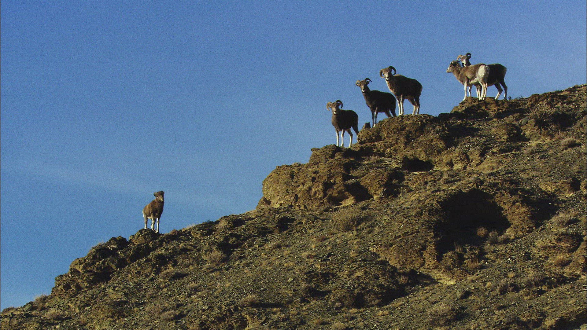 296233242 / Mountain Sheep / Altai Mountains / Siberia