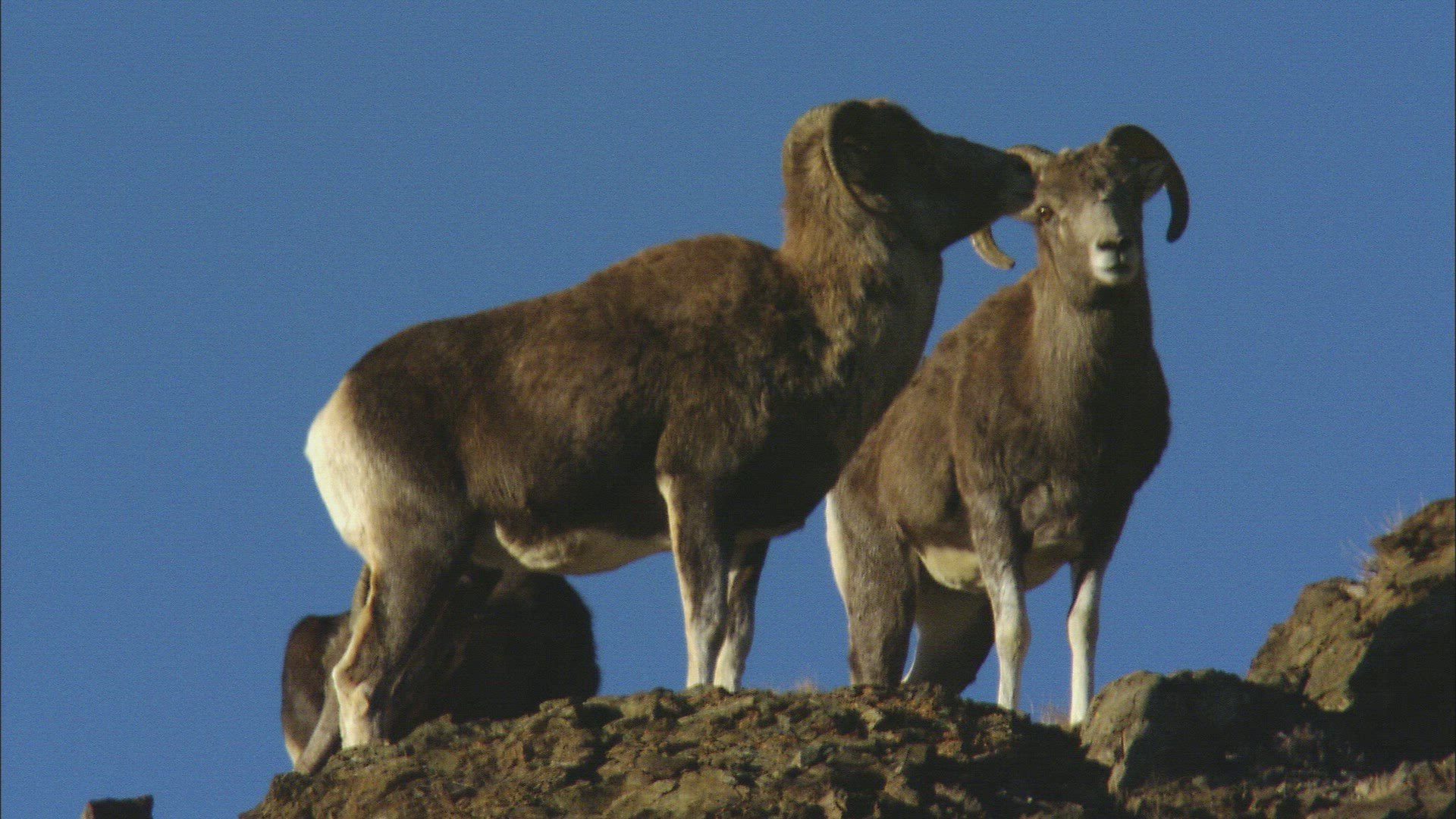 808908961 / Mountain Sheep / Altai Mountains / Siberia