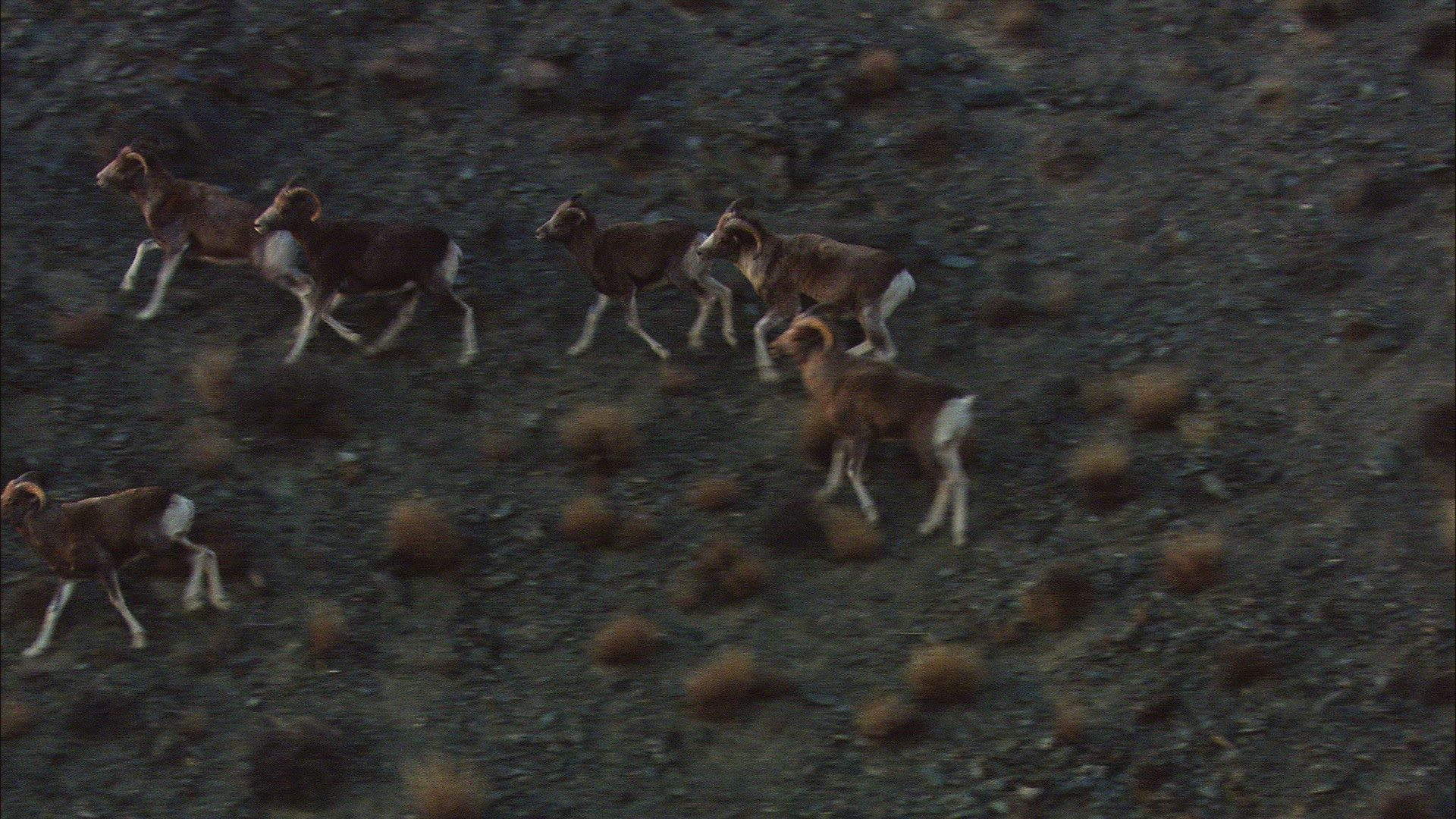 675960719 / Mountain Sheep / Altai Mountains / Siberia