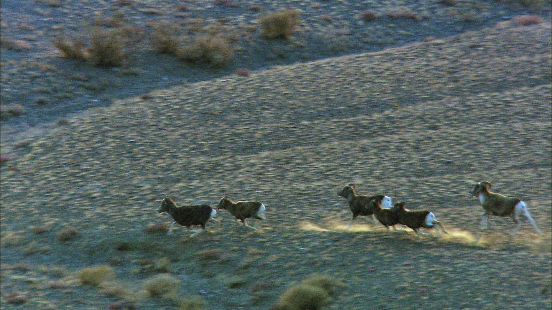 718496748 / Mountain Sheep / Altai Mountains / Siberia