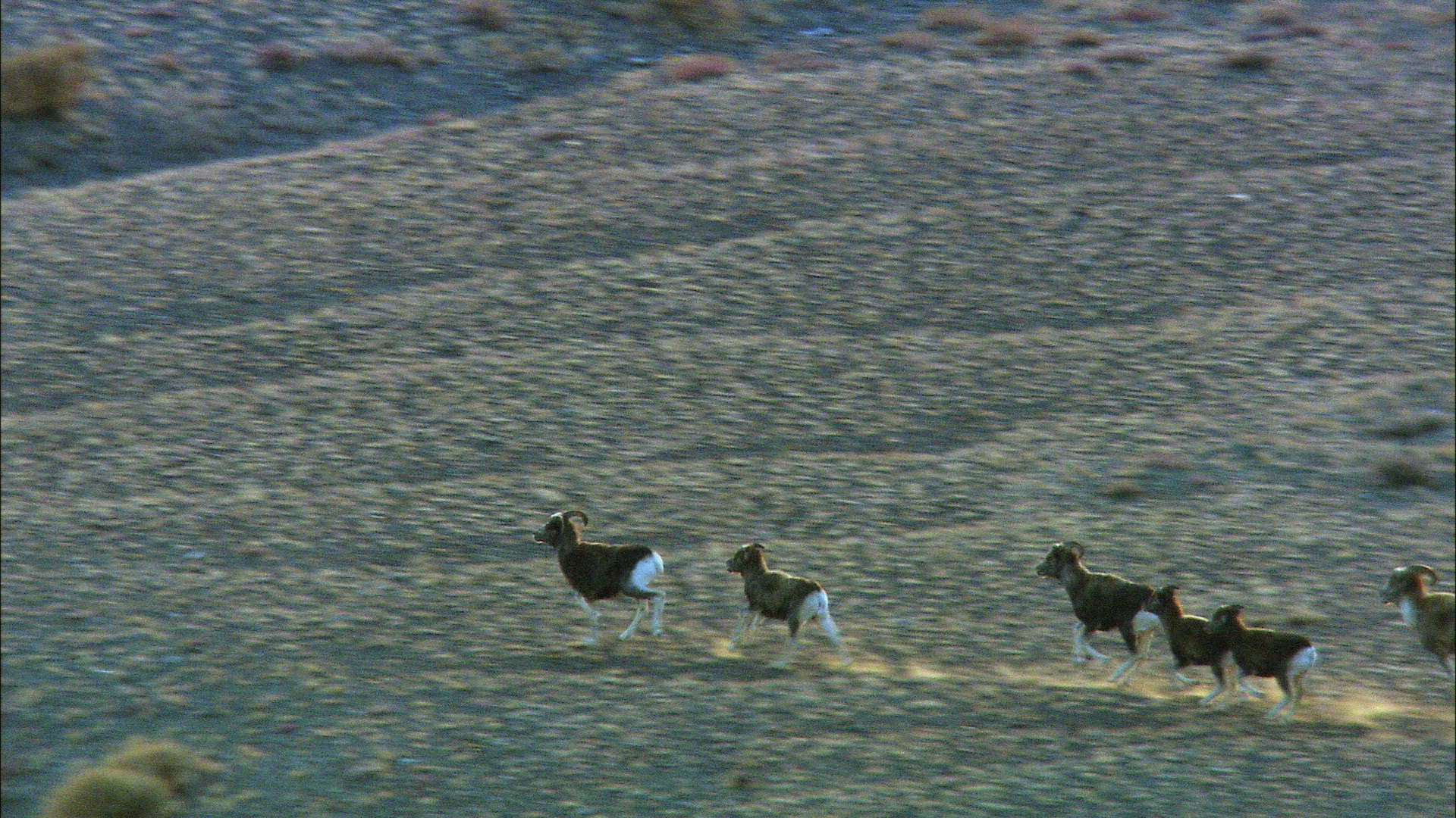 920290003 / Mountain Sheep / Altai Mountains / Siberia