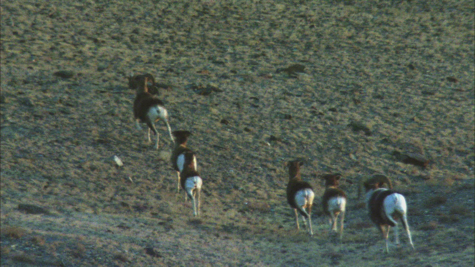 924147864 / Mountain Sheep / Altai Mountains / Siberia