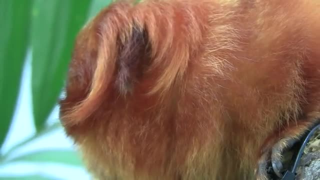 A lion tamarin sits in a tree.