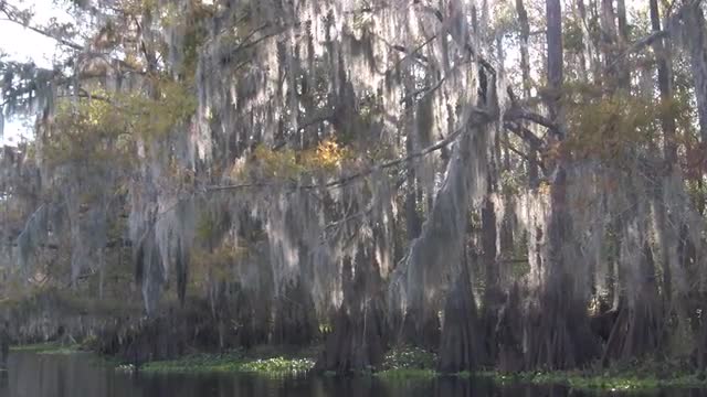 A POV shot traveling through a swamp in the Everglades.