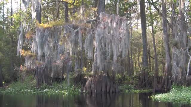 A POV shot traveling through a swamp in the Everglades.