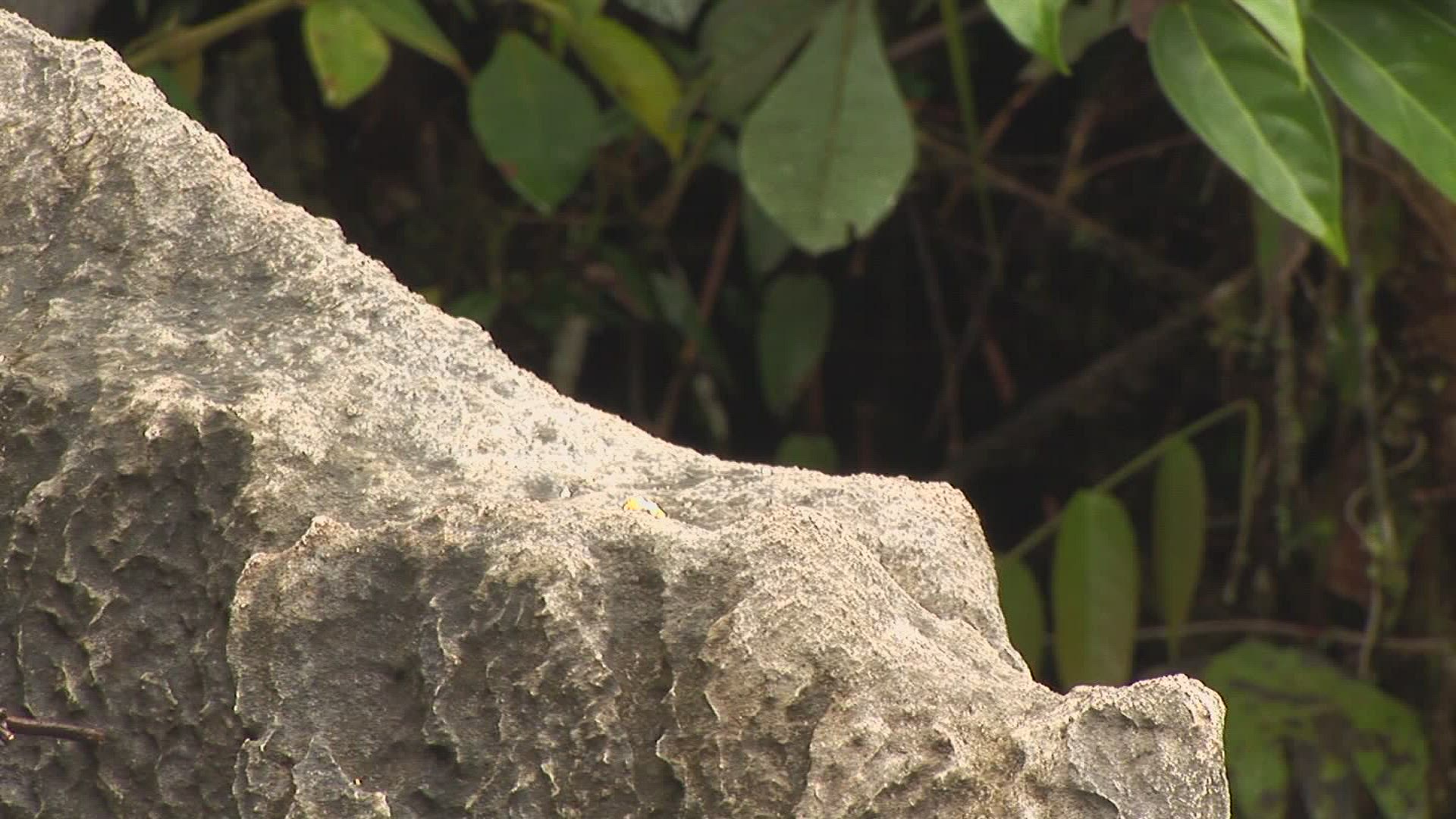 540993182 / Treeshrew / Foraging / Malaysia