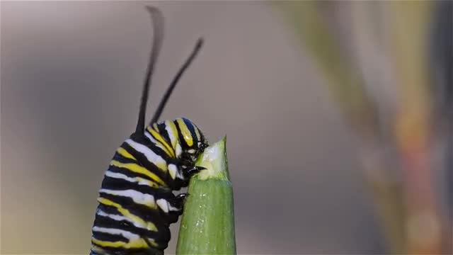 Closeup of a monarch caterpillar eating Scarlet Milkweed in Oak View, California.