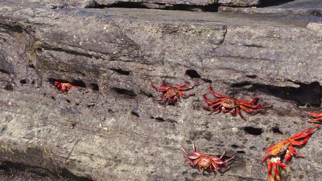 Sally Lightfoot Crabs at Puerto Egas on Santiago Island in the Galapagos Islands National Park and M