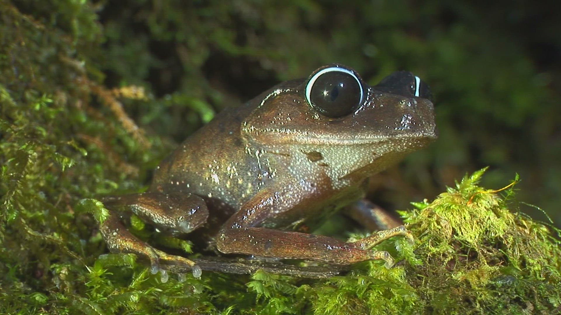 189767456 / Mountain Litter Frog / Malaysia