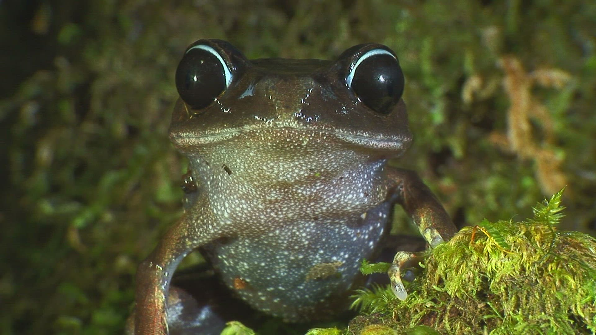 112570657 / Mountain Litter Frog / Malaysia