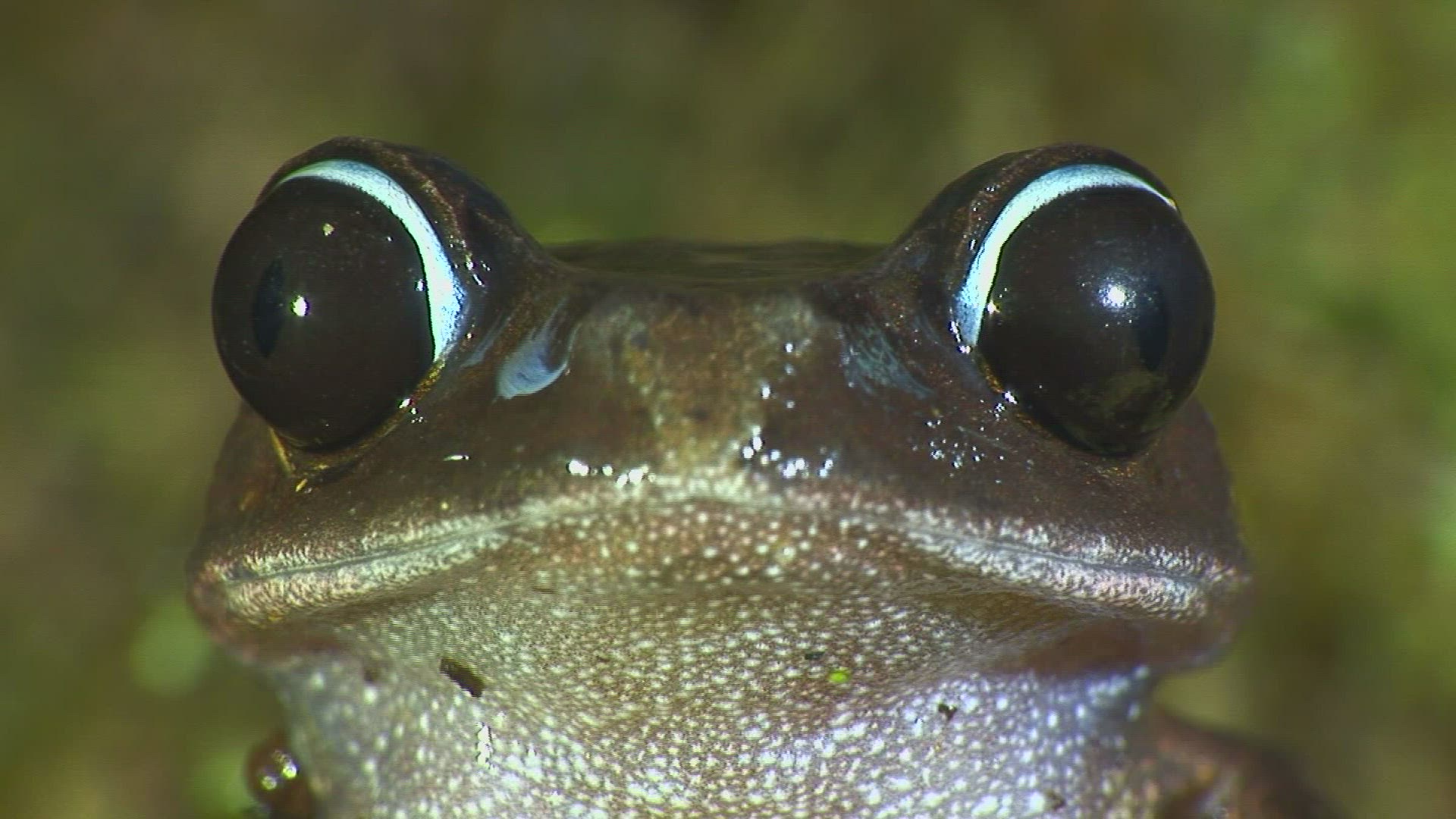 372801449 / Mountain Litter Frog / Malaysia