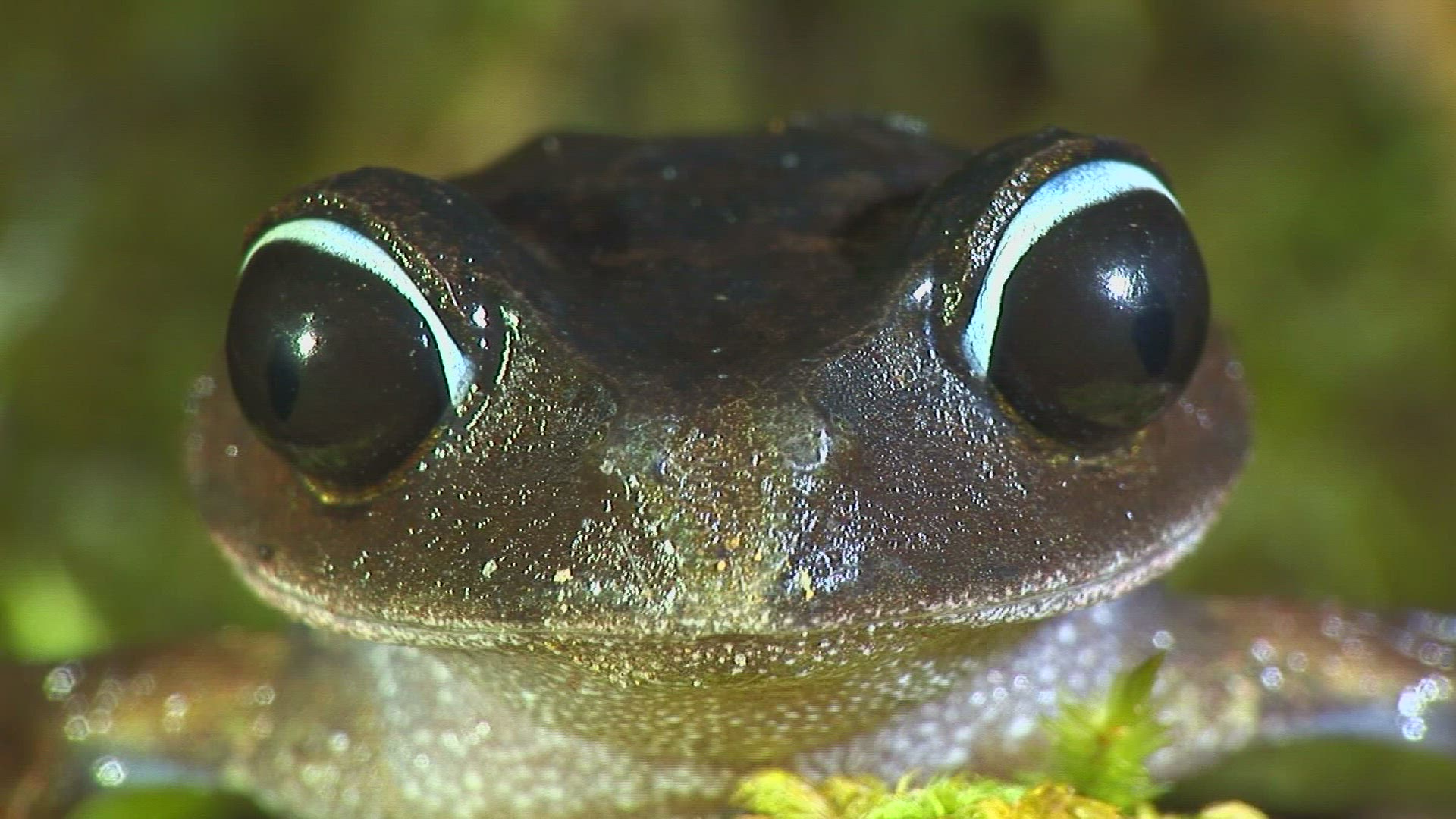 183142970 / Mountain Litter Frog / Malaysia