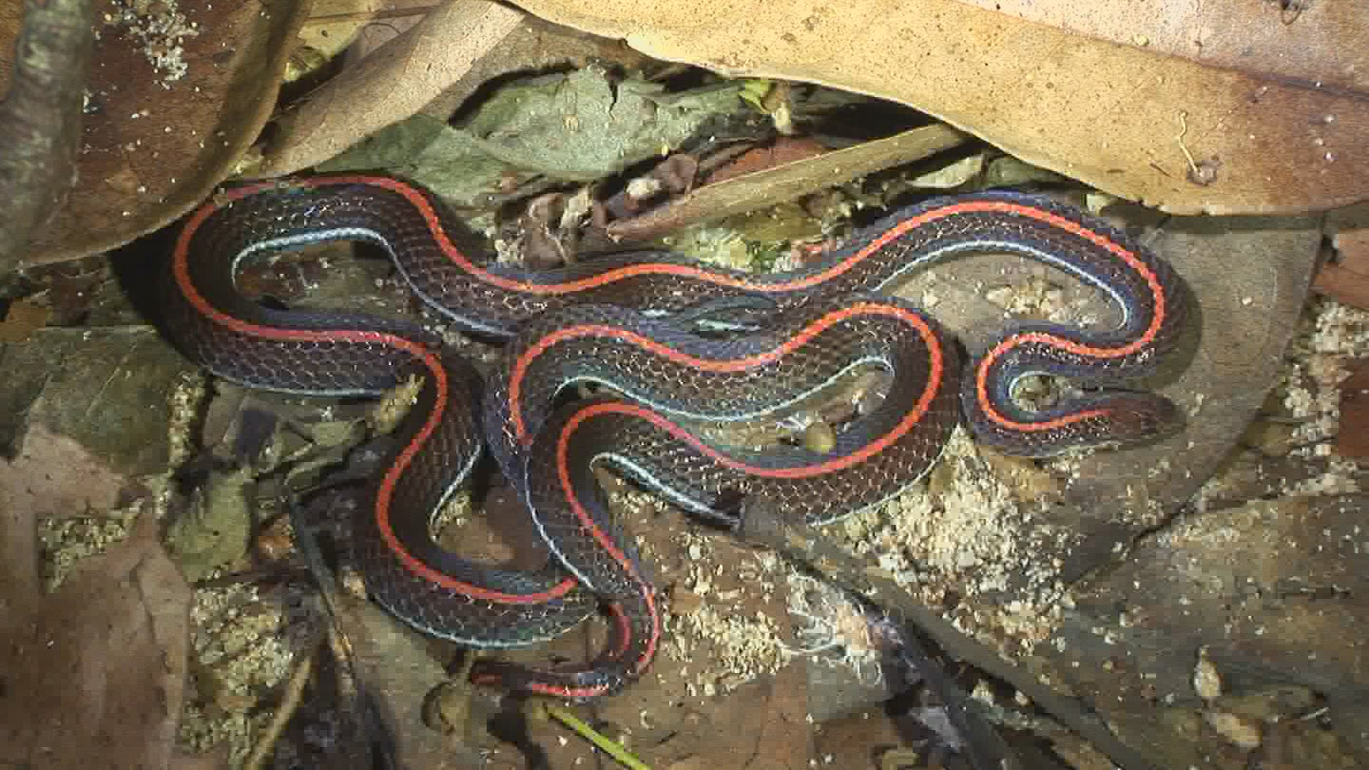 255462517 / Banded Malaysian Coral Snake / Malaysia