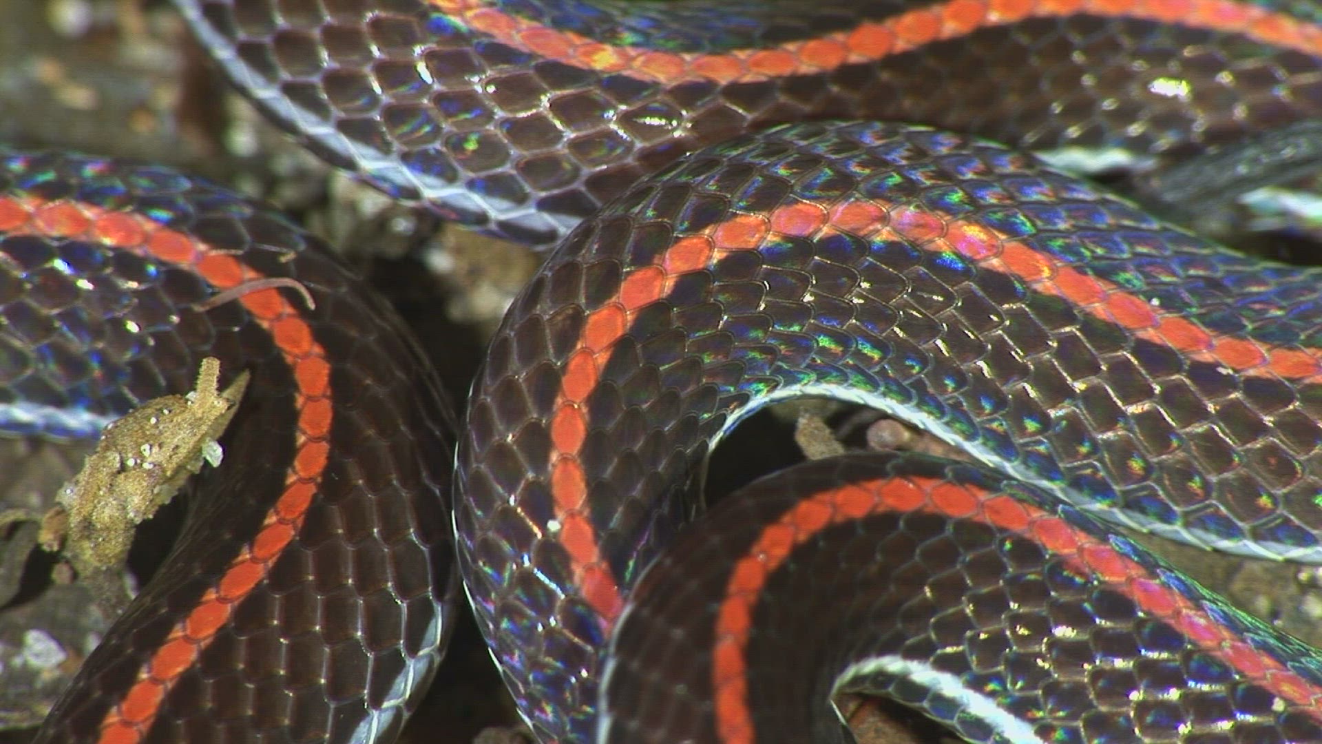 798915435 / Banded Malaysian Coral Snake / Malaysia