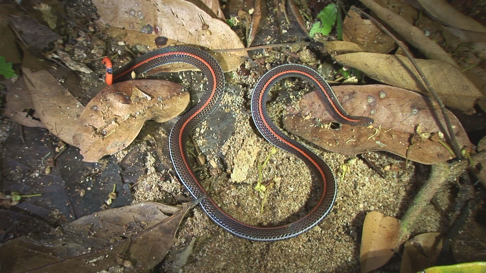 309354236 / Banded Malaysian Coral Snake / Malaysia