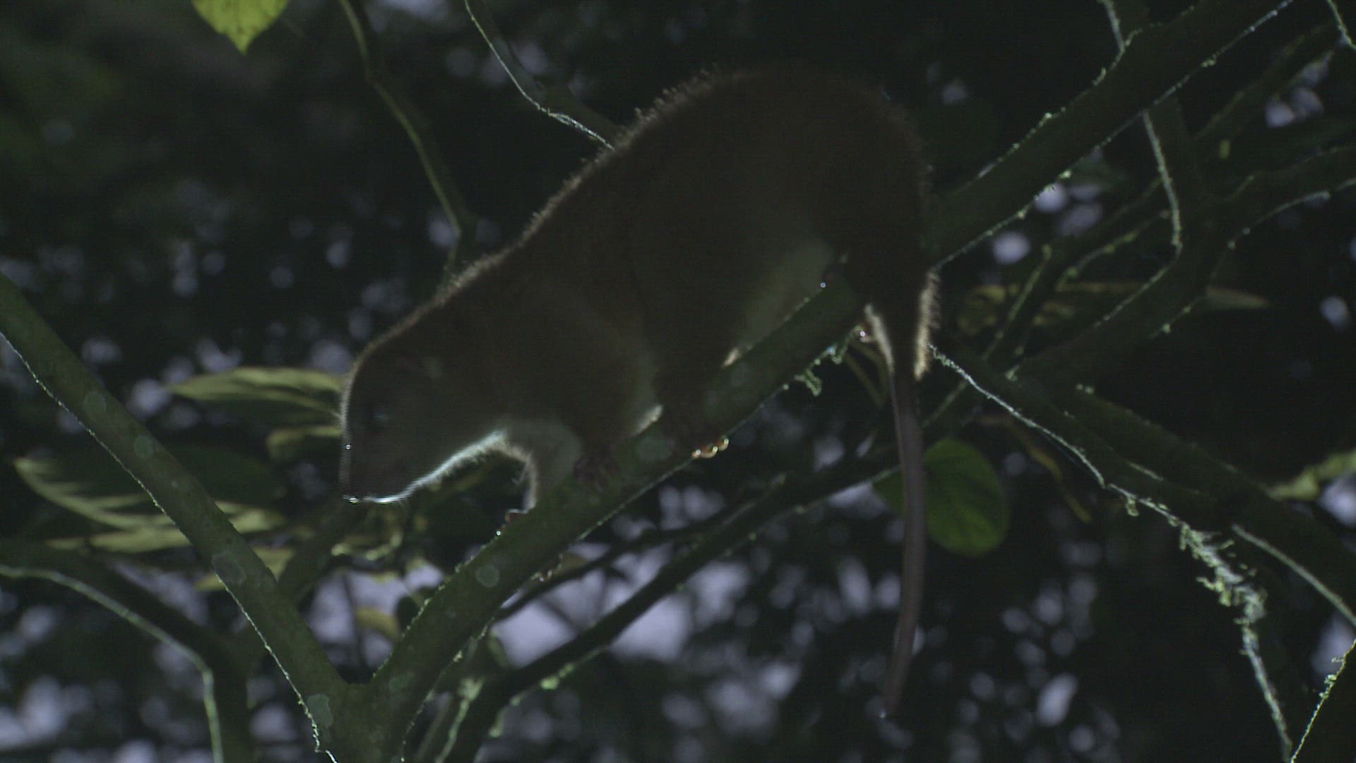 666571618 / Marsupial / Rainforest / Indonesia