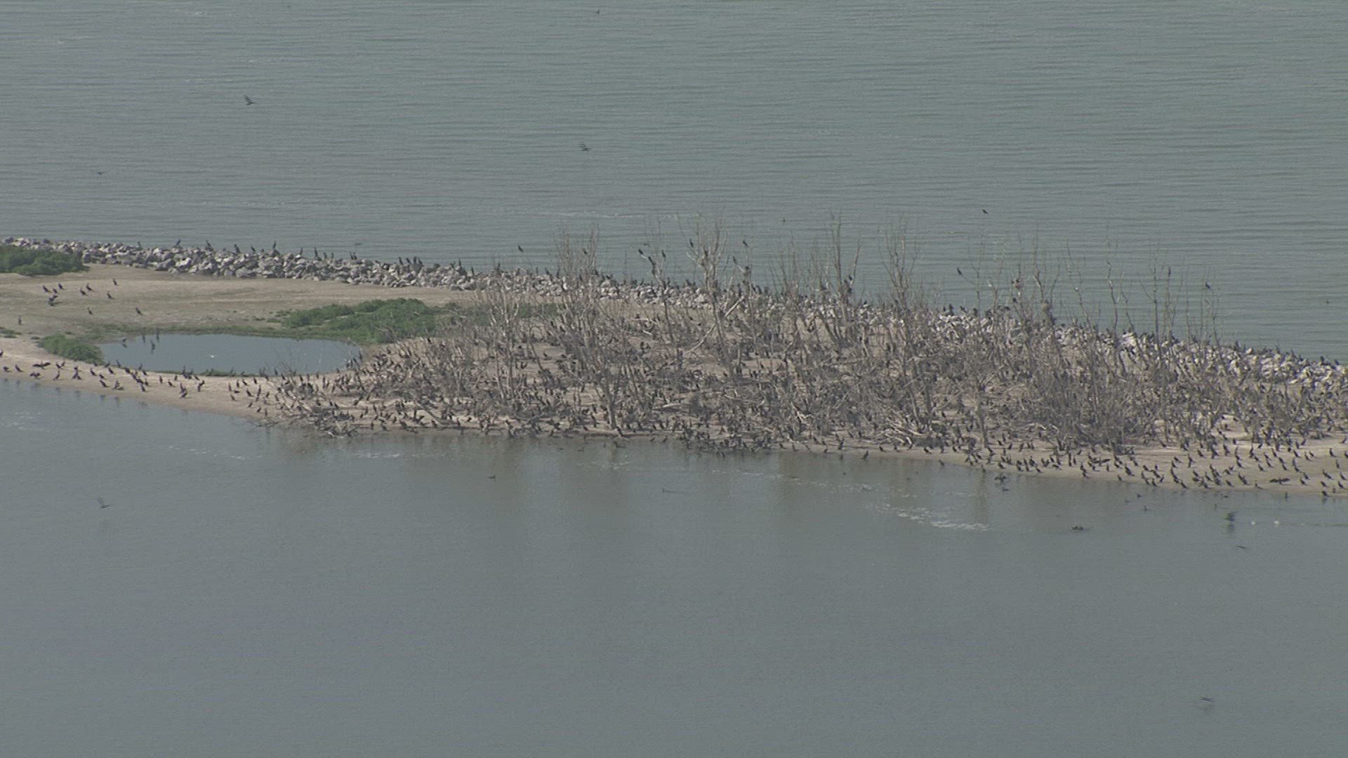 865392051 / Cormorant / Ijsselmeer / Netherlands / Aerial