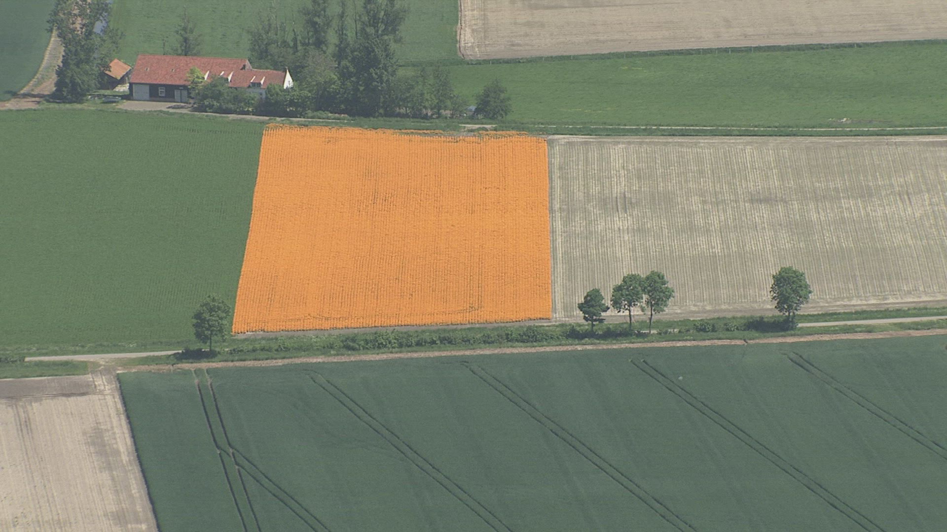 583019491 / Field / Landscape / Netherlands / Aerial