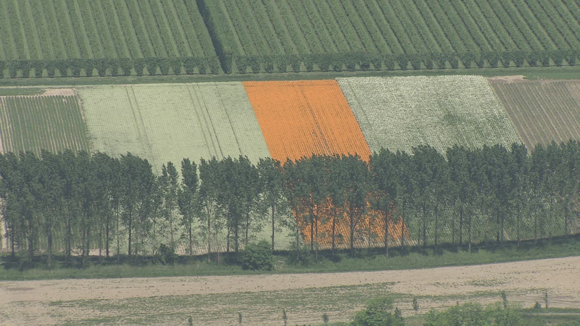 659036931 / Field / Landscape / Netherlands / Aerial