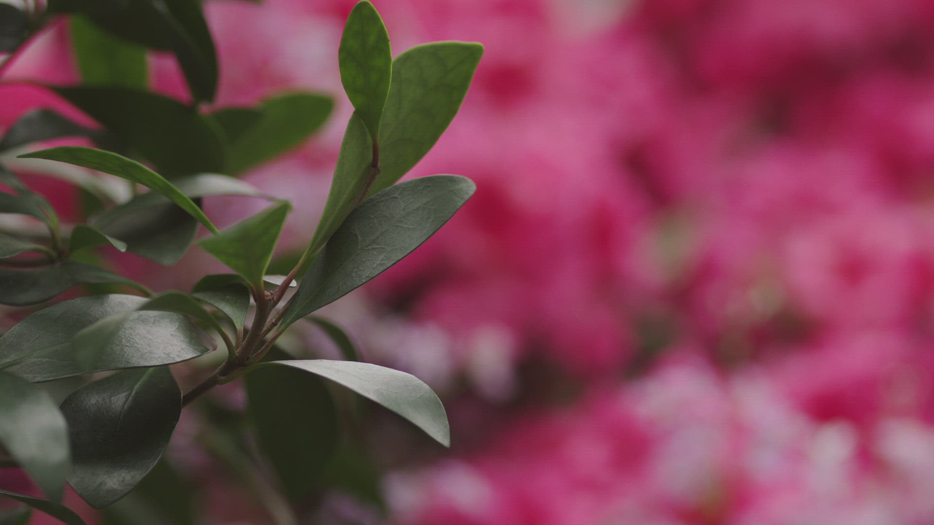 520907472 / Azalea / Botanical Garden