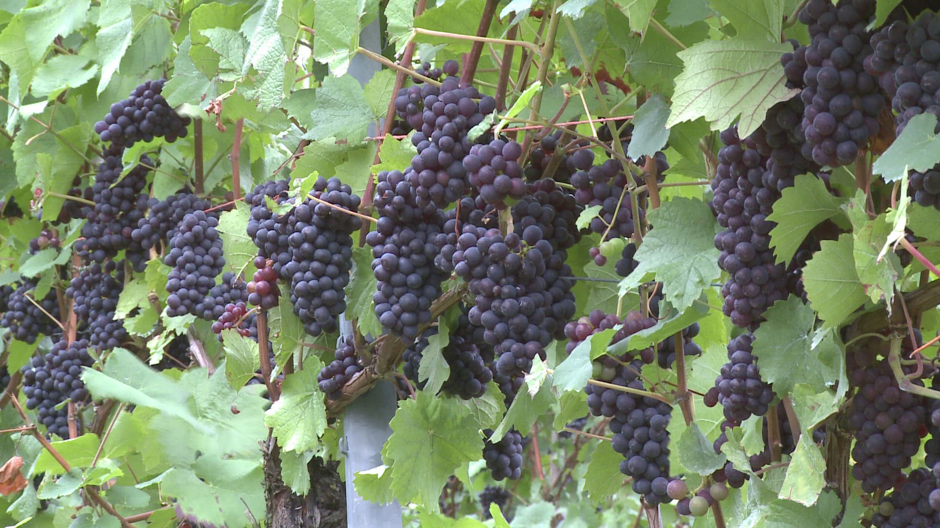 395922873 / Blue Grape / Rhineland-Palatinate / Germany