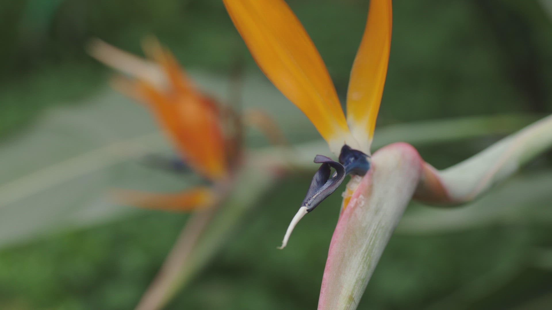 453569323 / Bird of Paradise Flower / Botanical Garden