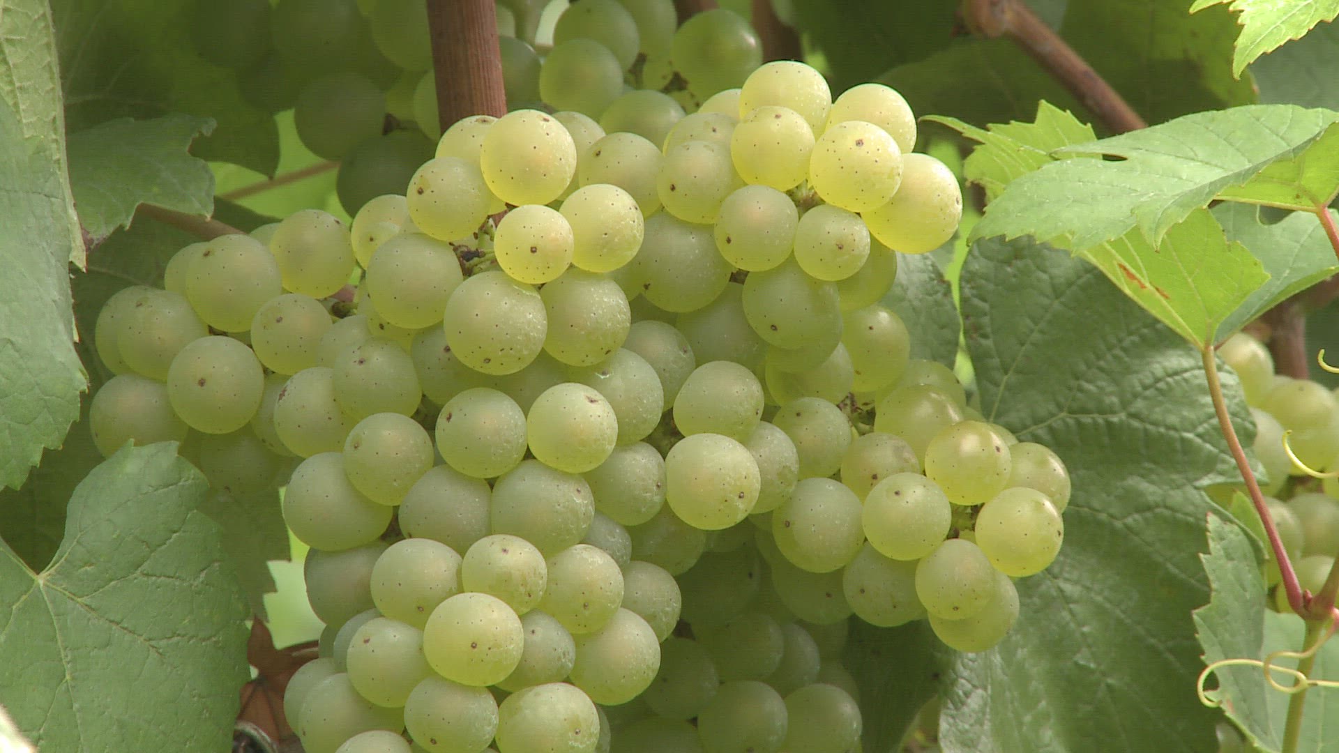 287533839 / Green Grape / Rhineland-Palatinate / Germany