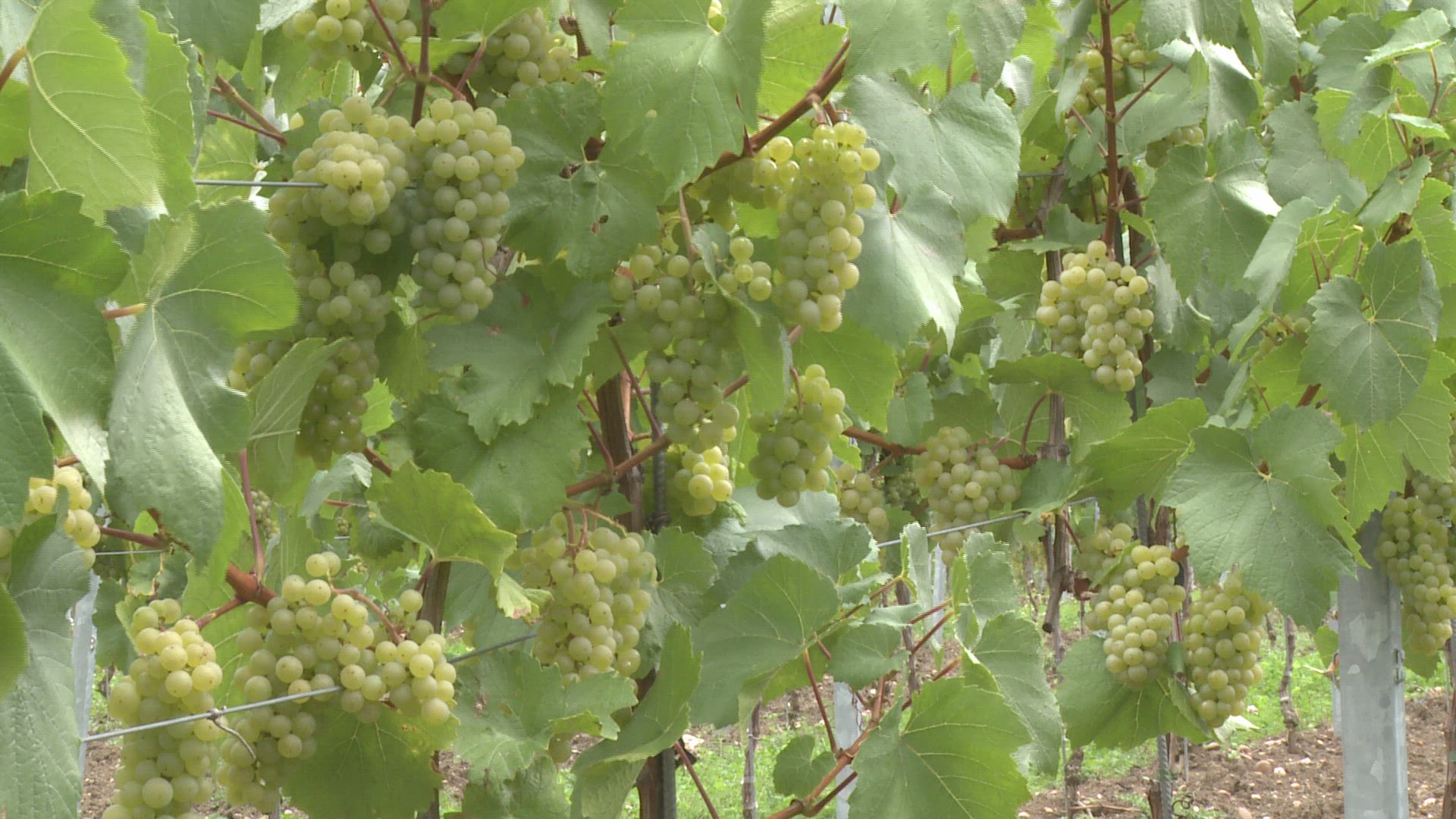 131915918 / Green Grape / Rhineland-Palatinate / Germany