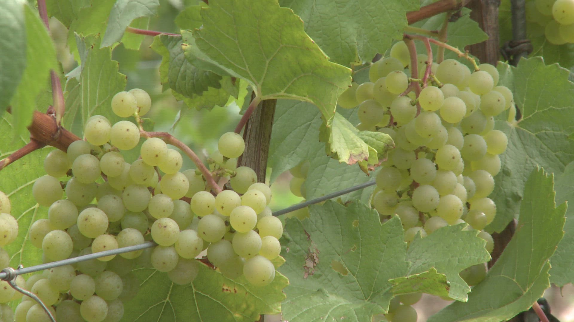 612700033 / Green Grape / Rhineland-Palatinate / Germany