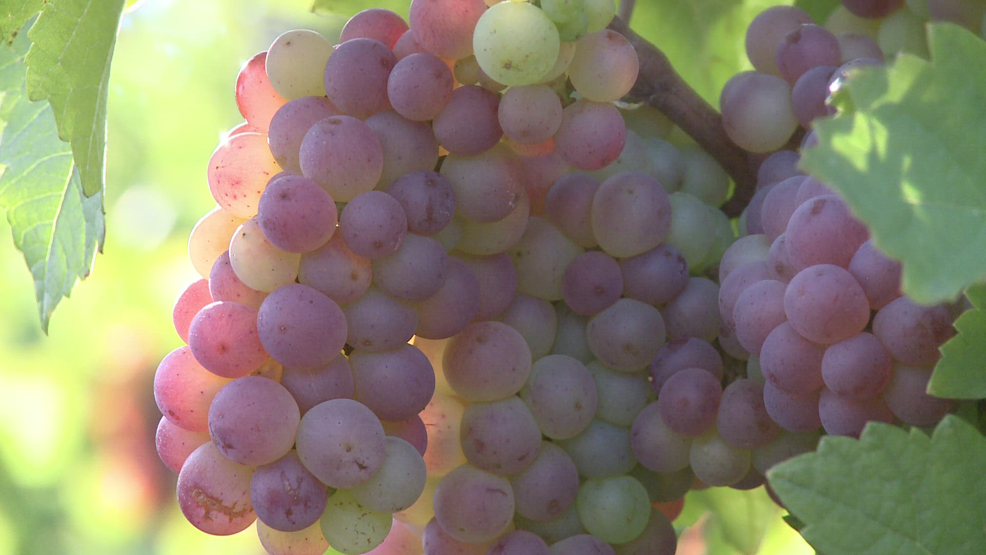 140876229 / Blue Grape / Rhineland-Palatinate / Germany