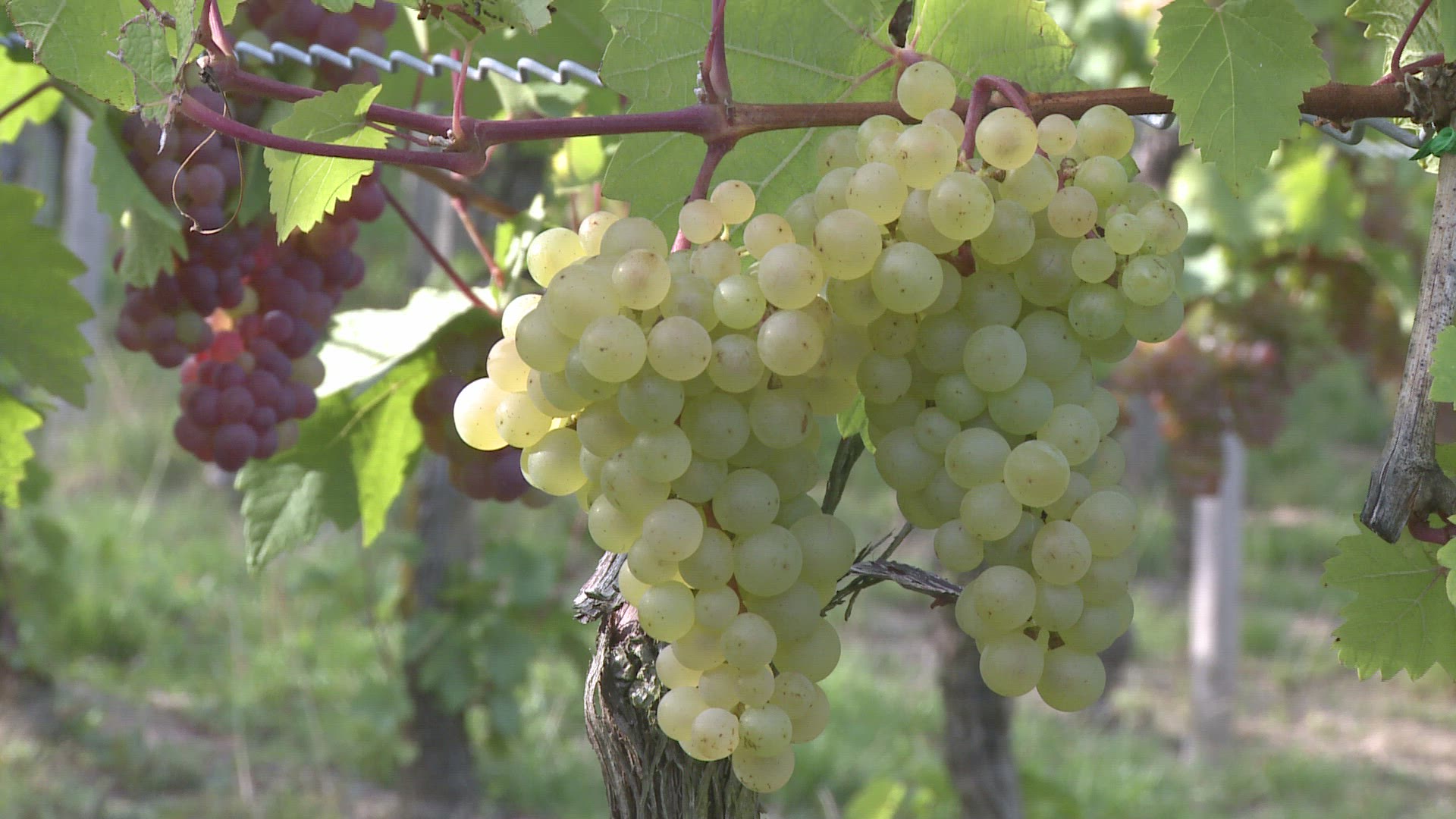 574342173 / Green Grape / Rhineland-Palatinate / Germany