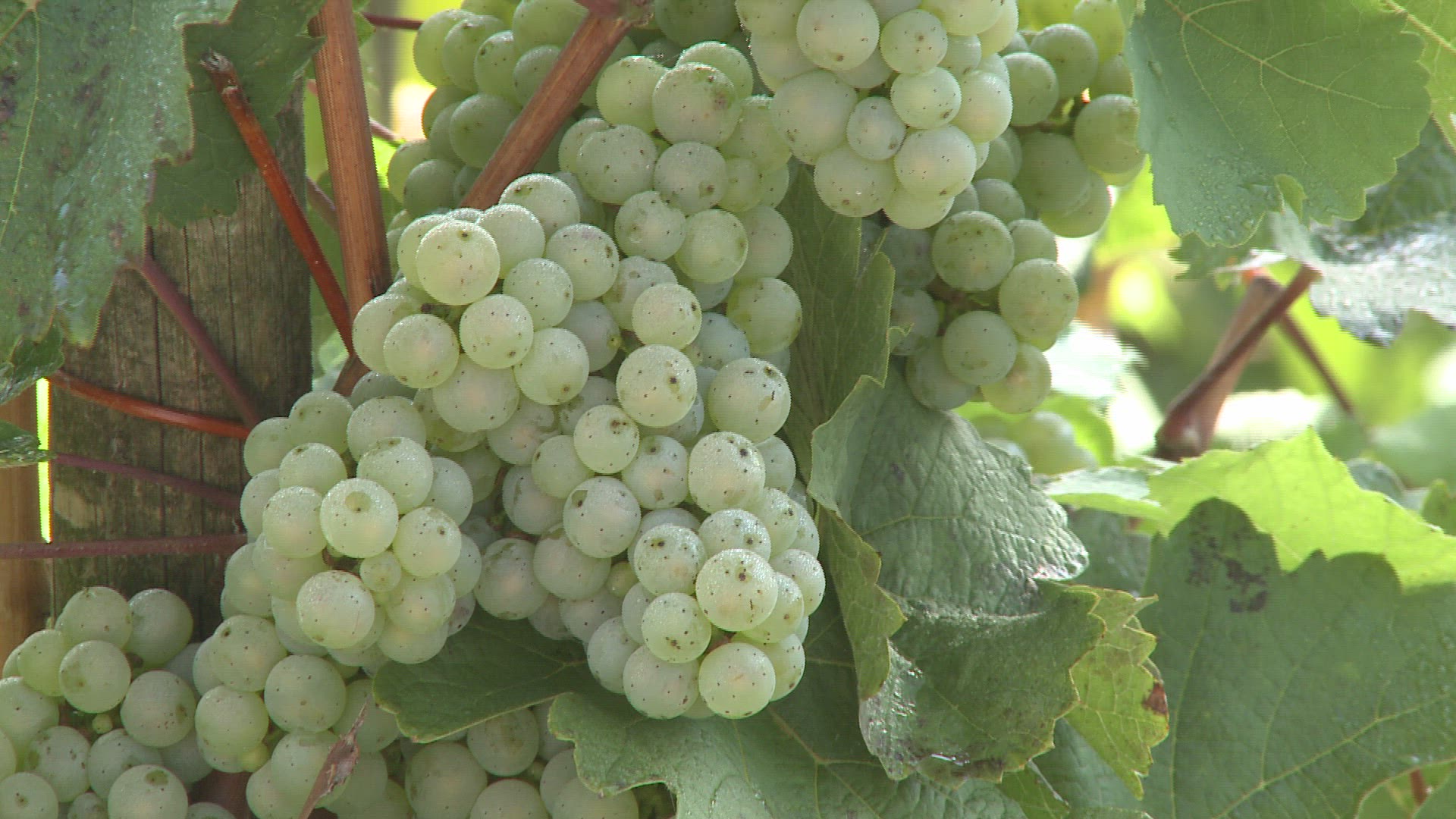 357655517 / Green Grape / Rhineland-Palatinate / Germany