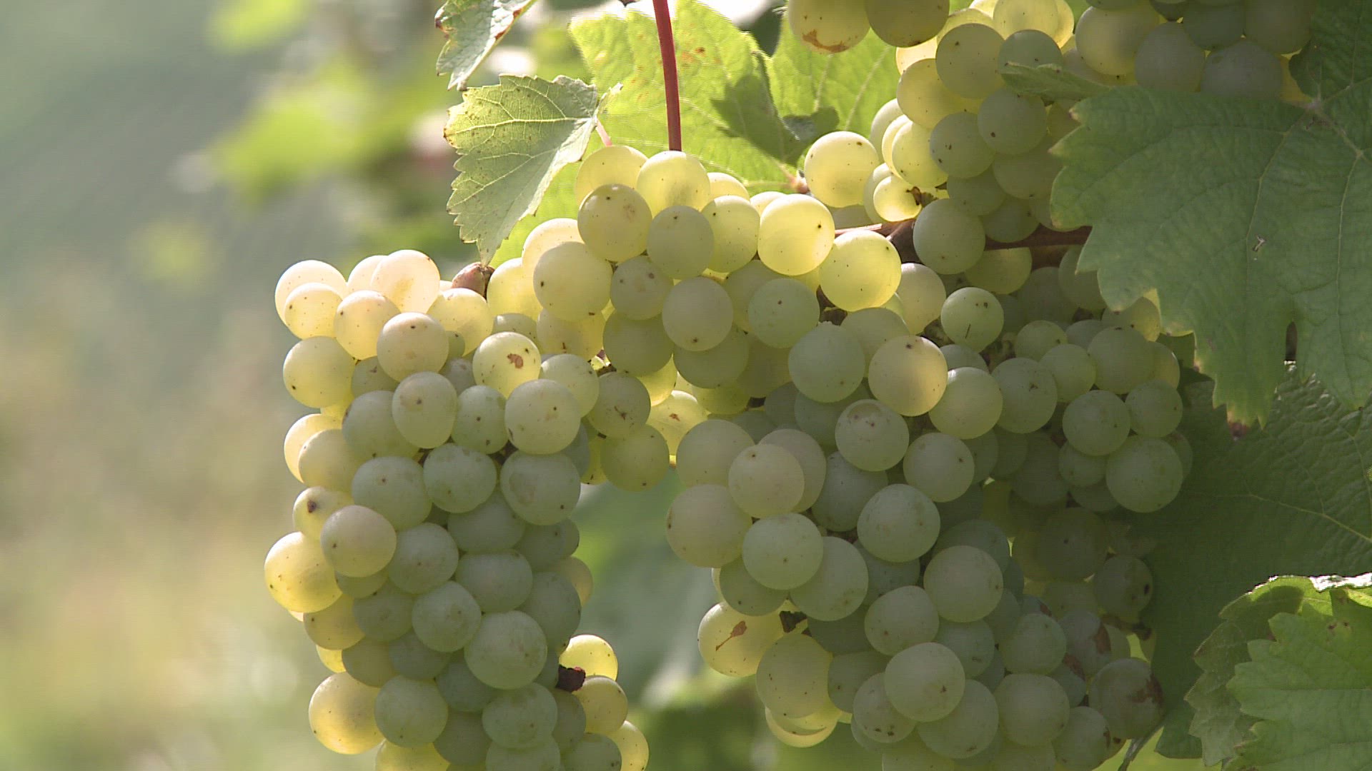 236725341 / Green Grape / Rhineland-Palatinate / Germany