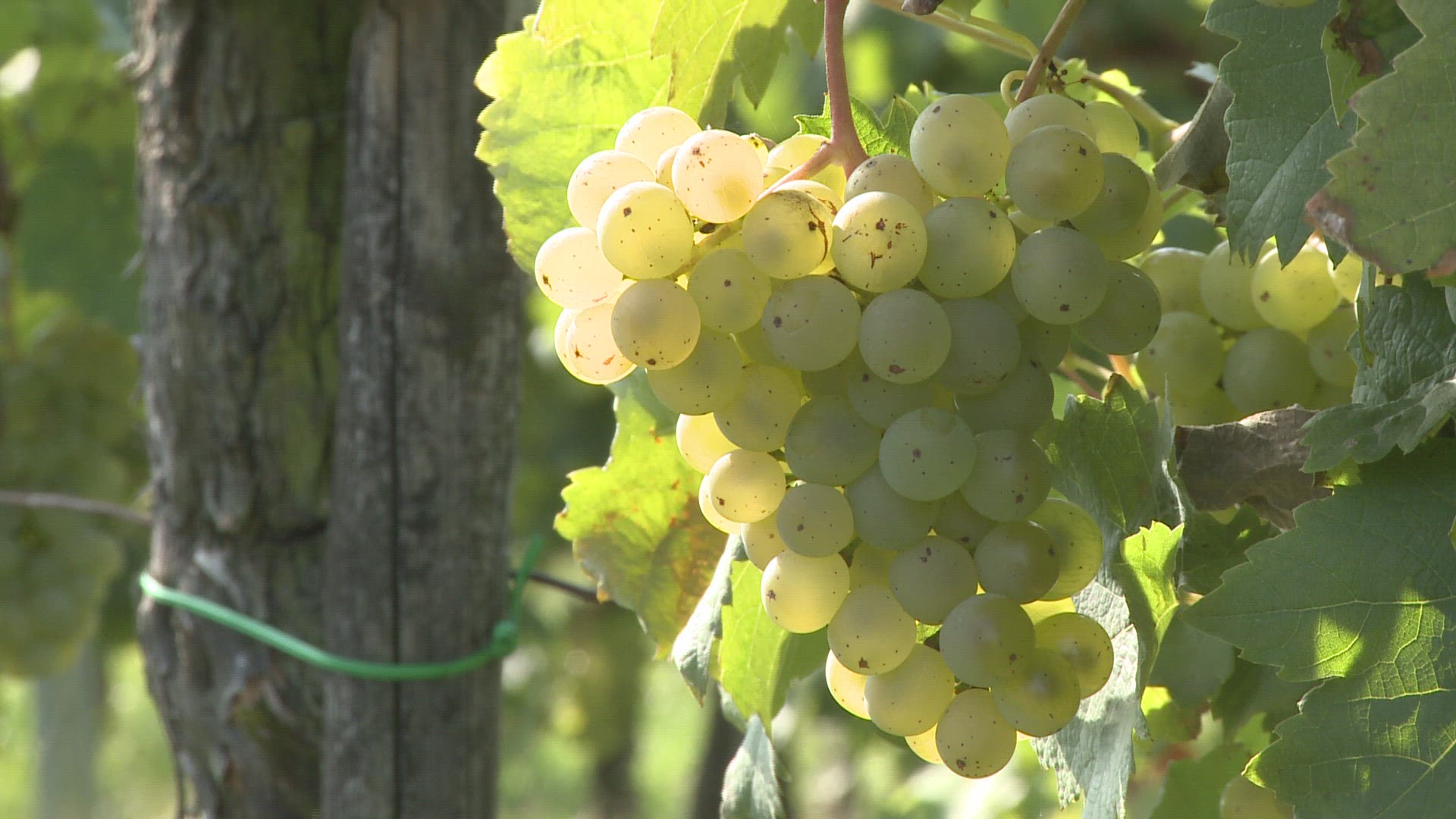 576297901 / Green Grape / Rhineland-Palatinate / Germany